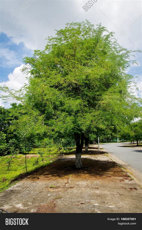 Tamarind Tree Blooming Image & Photo (Free Trial) | Bigstock