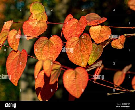 Heart Shaped Leaves Of Cercidiphyllum Japonicum Lisa Ann Also Know As