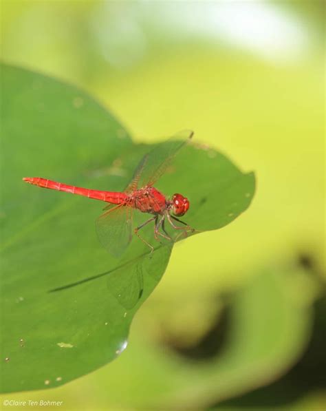 Backyard Pond Visitor Sydney Rgardeningaustralia