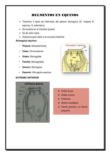 Helmintos En Equinos Sharmila Silva Accilio Udocz