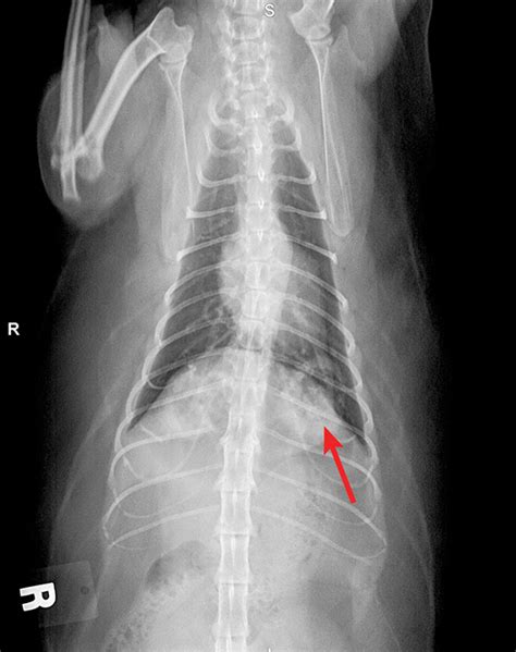 Common Pulmonary Diseases In Cats Clinician S Brief