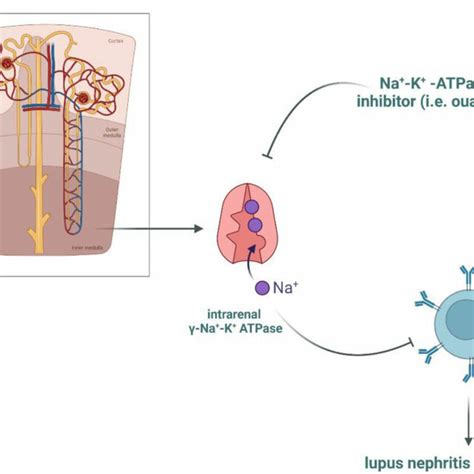 Increased Expression Of Na K ATPase Promotes B Cell Survival In