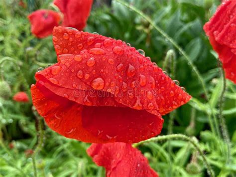 Rain Soaked Poppy Flower In Spring In May Stock Photo Image Of Pretty