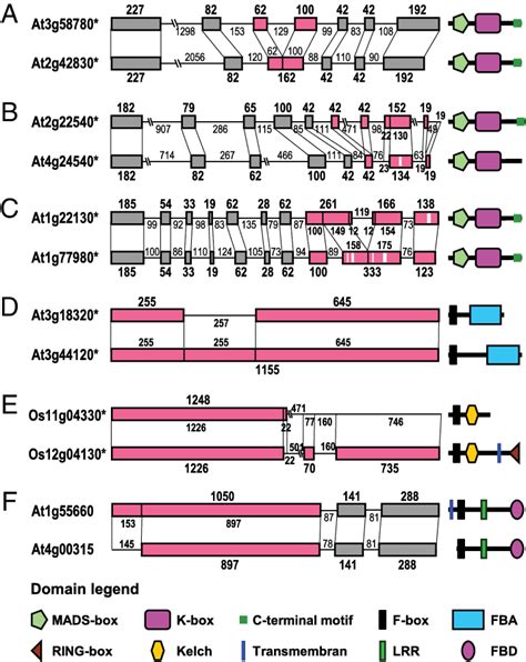 The Exon Intron Structures Of Six Pairs Of Representative Sibling Download Scientific Diagram