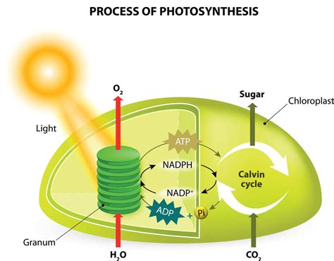 Stomata Function