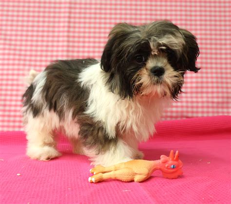 Shih Tzu Éleveur de chiens Houssin Kuurne Chiots à vendre plus de