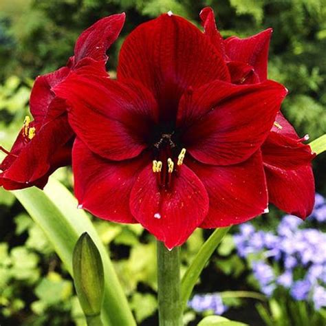 Wild Blue Amaryllis Flower Bulbs Best Flower Site