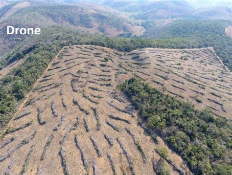 Operação Mata Atlântica em Pé identifica quase 50 hectares de área