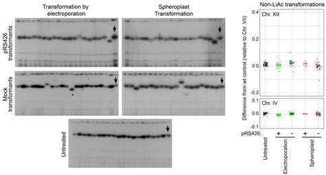 Figure S5 RDNA Copy Number Variation After Transformation By