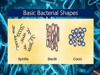 Eubacteria Shapes