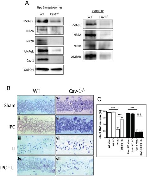 Ischemic Preconditioning Ipc Does Not Occur In Cav Ko Mice A