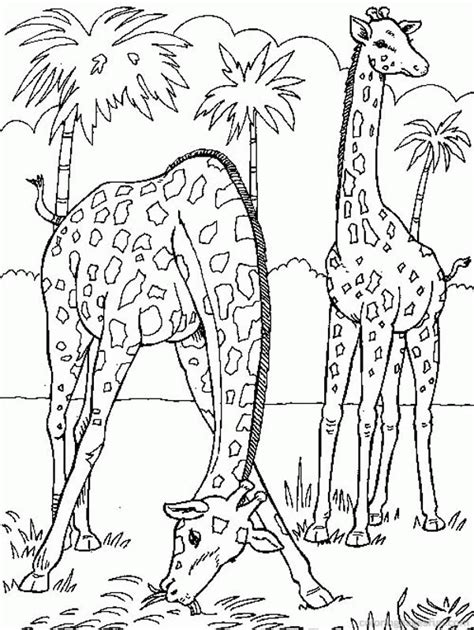 Giraffe Pictures To Colour Clip Art Library