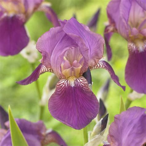 Iris Germanica Imperator Trädgårdsiris Perenner