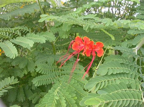 Barbados Flora And Fauna Pride Of Barbados Caesalpinia Pulcherrima