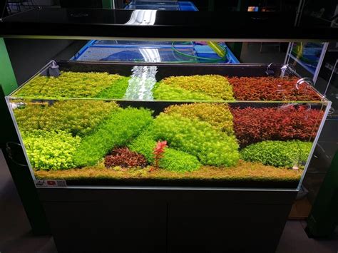 Holländische Pflanzenaquarien Aquascaping Basics Blog Aquascape