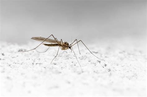 mosquitos en invierno dónde están y qué hacen noviembre 12 2024