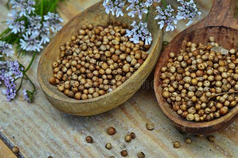 Semillas Y Flores De Un Cilantro En Una Cuchara Foto De Archivo