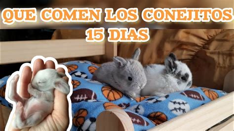 CONEJITOS DE 15 DIAS Como Se Alimentan Y Que Comen YouTube