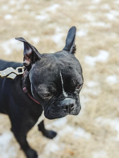 Premium Photo | Black and white boston terrier portrait