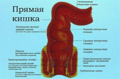 Заболевания прямой кишки симптомы и признаки болезней и лечение