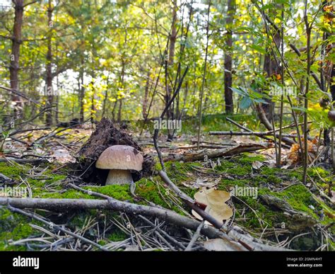 Big Natural Cep Mushroom Grows In Wood Royal Porcini Food In Nature