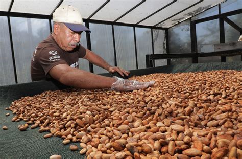 La Producción De Cacao En El Salvador Podría Alcanzar Las 1 500