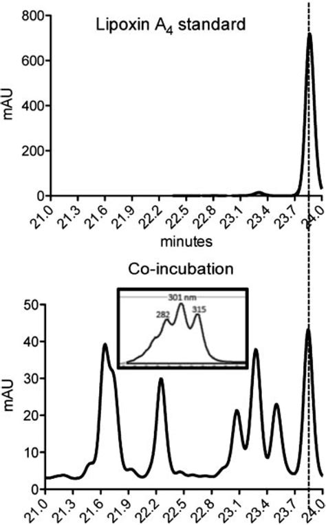 Conversion Of Human 5‐lipoxygenase To A 15‐lipoxygenase By A Point