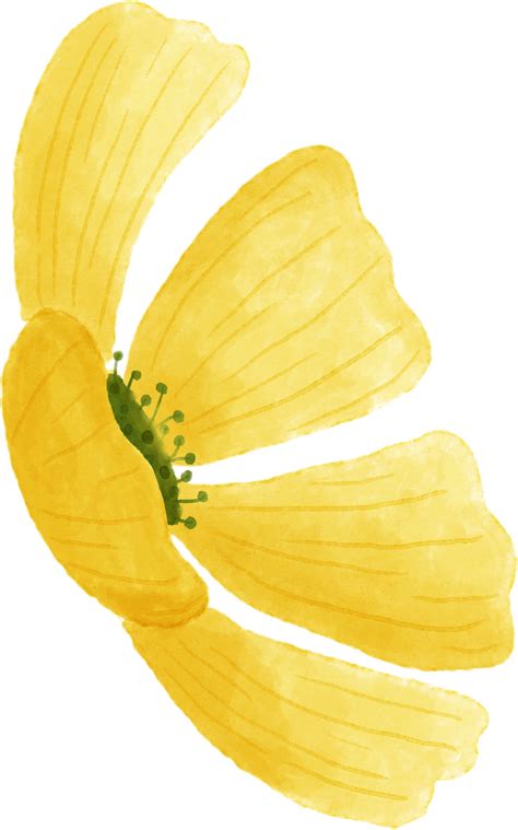 Yellow Flower Floral Watercolor For Decoration 11306498 Png