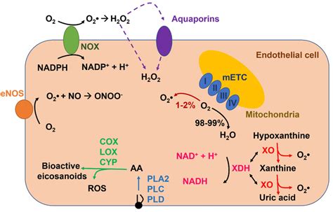 Major Mechanisms Of Ros Production In Vascular Endothelial Cells The