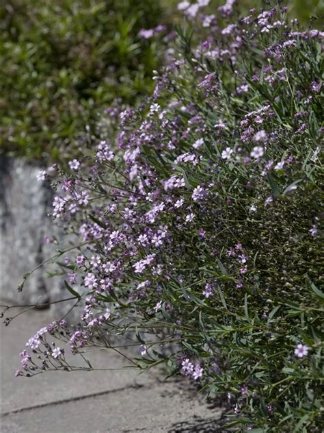 Gypsophila Repens Rosea Kriechendes Schleierkraut Baumschule