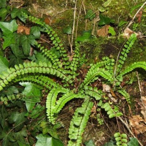 Foug Re Asplenium Jardiland