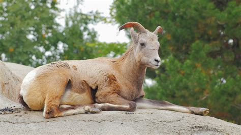 Rocky mountain bighorn sheep. He sits on the rocky ground 1278573 Stock Video at Vecteezy