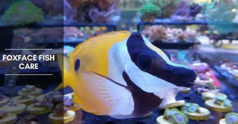 Foxface Fish Care Are They Reef Safe Fish The Aquarium Adviser