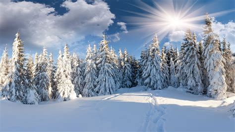 Fondos De Pantalla Pinos Cubiertos De Nieve Bajo Un Cielo Azul Durante