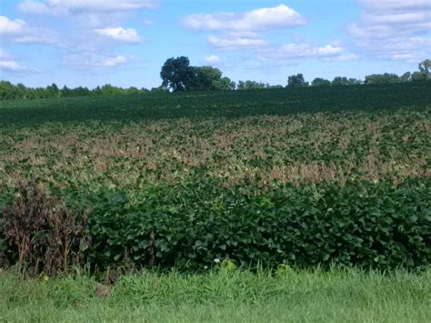 White Mould In Soybeans Ontarioca