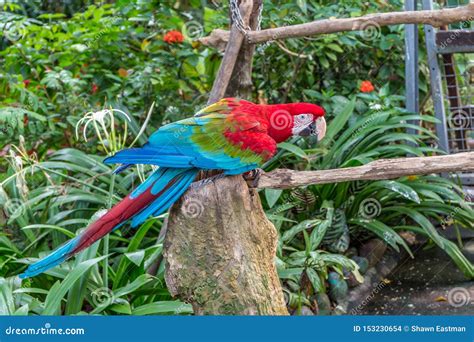 Long Tailed Scarlet Macaw Parrot Perched On A Wooden Tree Trunk Stock