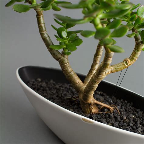 The Basics of Succulent Bonsai | Juicykits.com