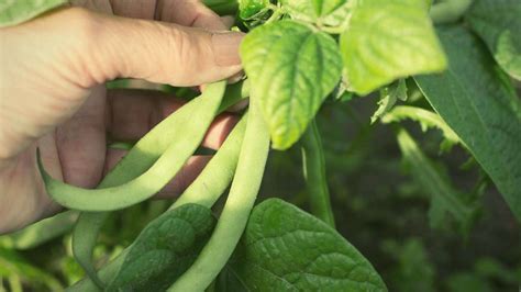 Reasons Green Bean Plants Turning Yellow