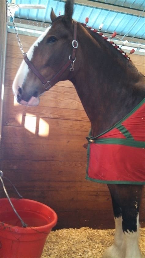 A Mane of Roses on a Clydesdale! | Clydesdale, Animals, Horses