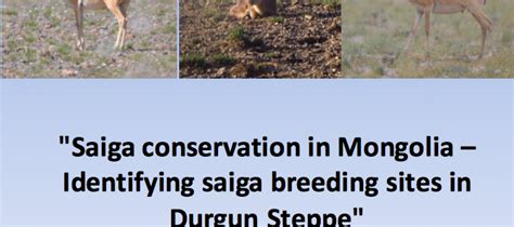 Identifying Saiga Breeding Sites In Mongolia The Saiga Resource Centre