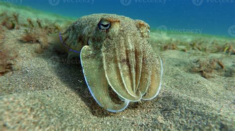 Sepia Pharaonis Mollusks Type Of Mollusk Head Footed Mollusks