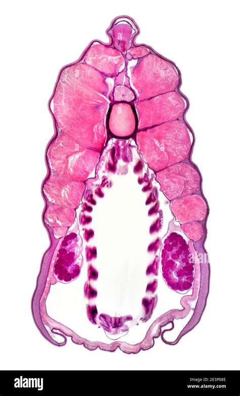 Lancelet, Amphioxus lanceolatus, TS pharyngeal region, brightfield ...