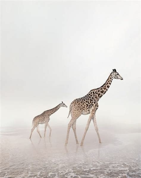 Meditative Montages of Wild Animals in Captivating Surrounding By This ...