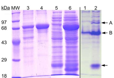 Non Denaturing Polyacrylamide Gel Electrophoresis Of Proteins From Download Scientific Diagram