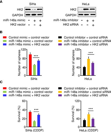 Frontiers Hk2 Is A Crucial Downstream Regulator Of Mir 148a For The