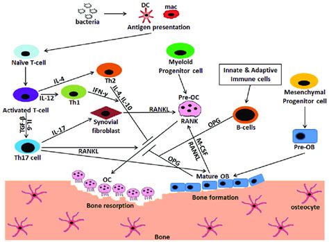 Interaction And Crosstalk Between Immune Cells Osteoblasts And