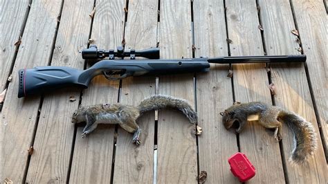 Squirrel Hunting With Gamo Swarm Whisperer YouTube