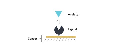 Spr Vs Elisa Comparing Techniques For Biomolecular Detection