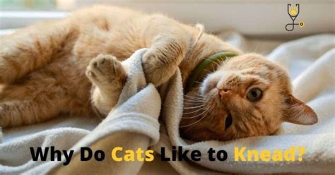 Why Do Cats Like To Knead Veterinary Articles