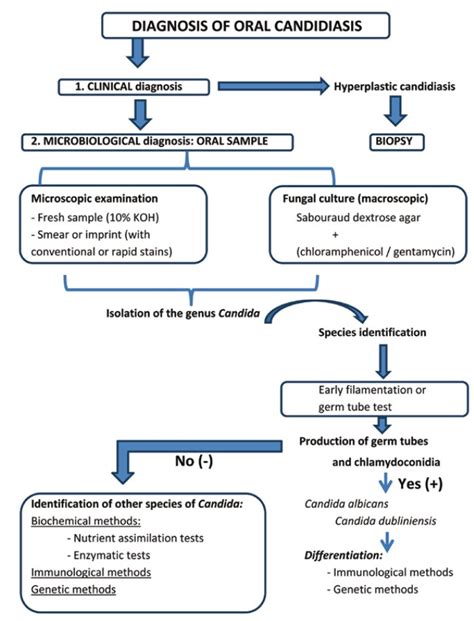 Pathogenesis Of Candidiasis